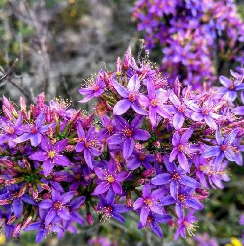 Calytrix leschenaultii