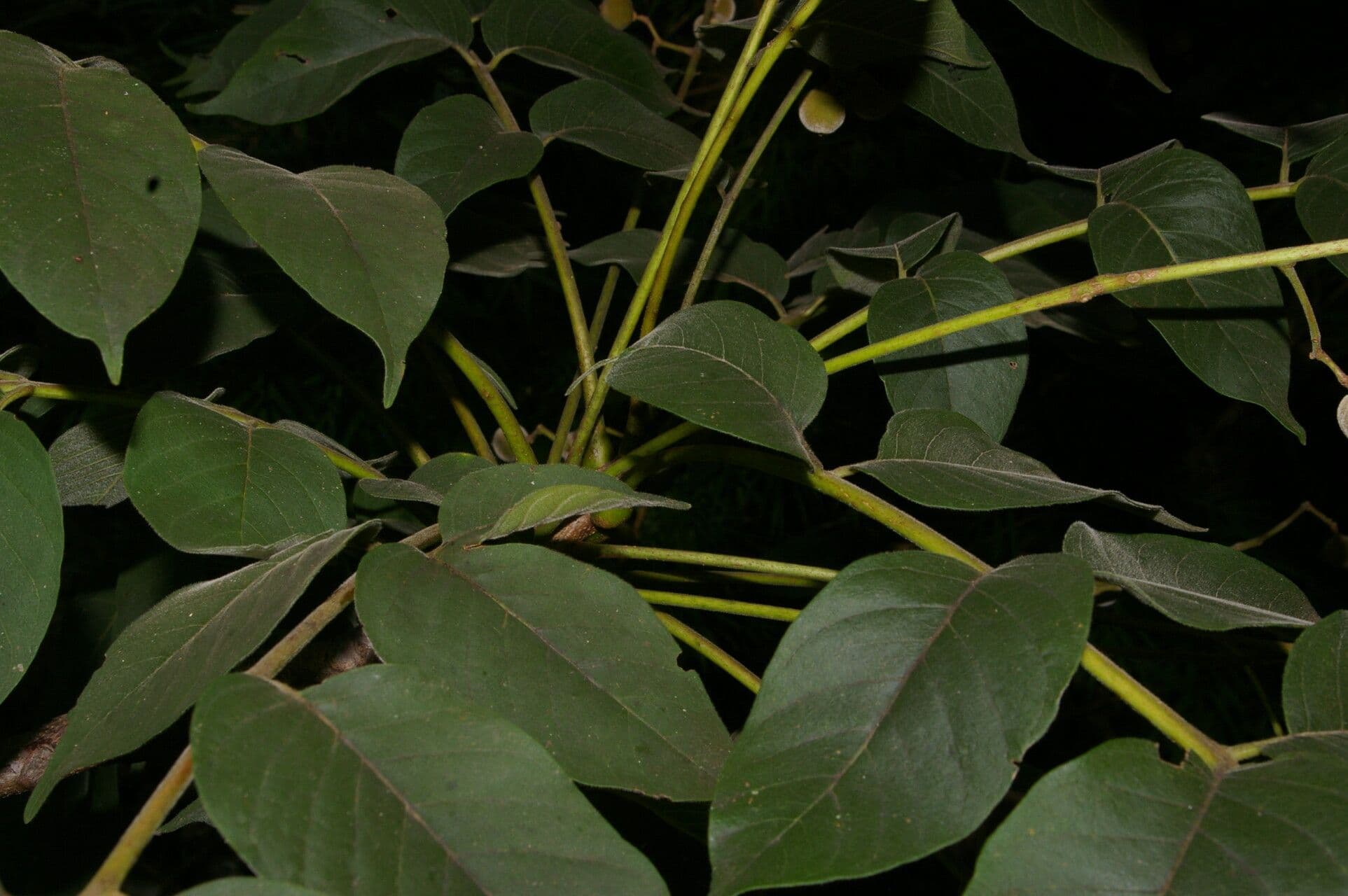 Trichilia americana 16