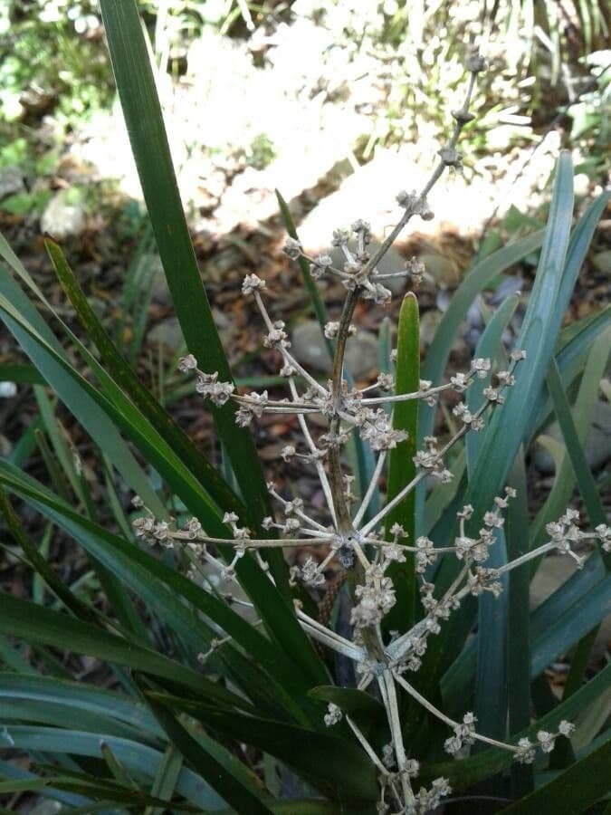 Lomandra insulare 5