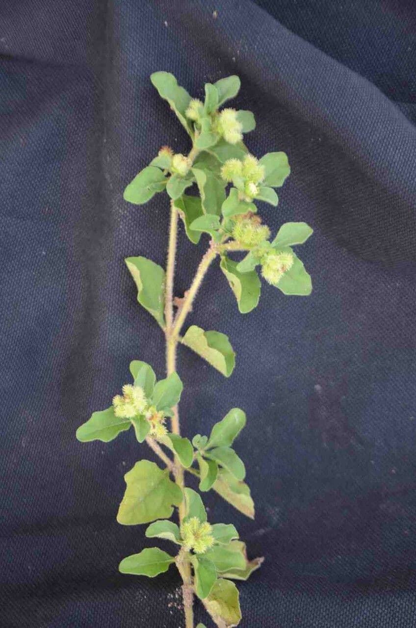 Acanthospermum australe 19