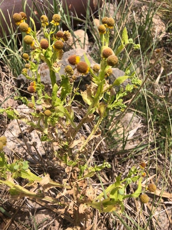 Helenium 13
