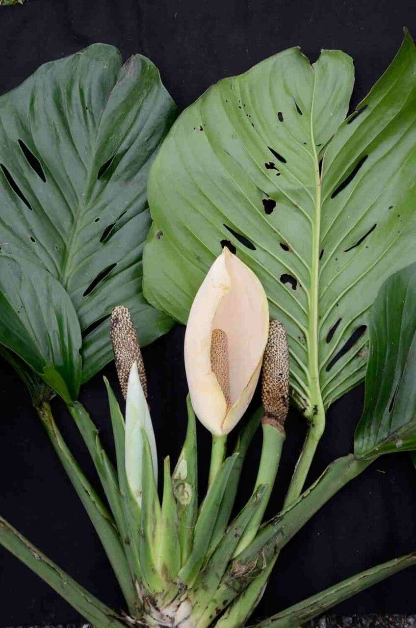 Monstera adansonii 8