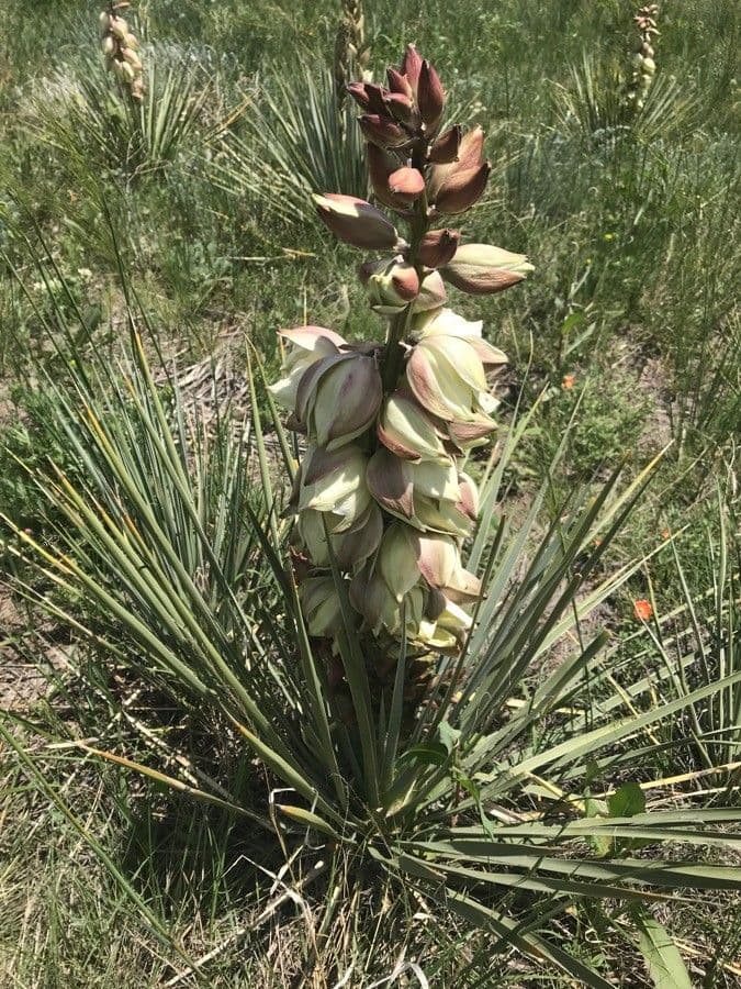 Yucca glauca 10
