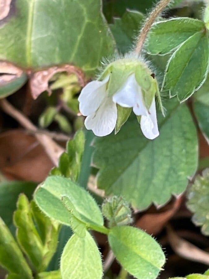 Strawberryleaf cinquefoil 14