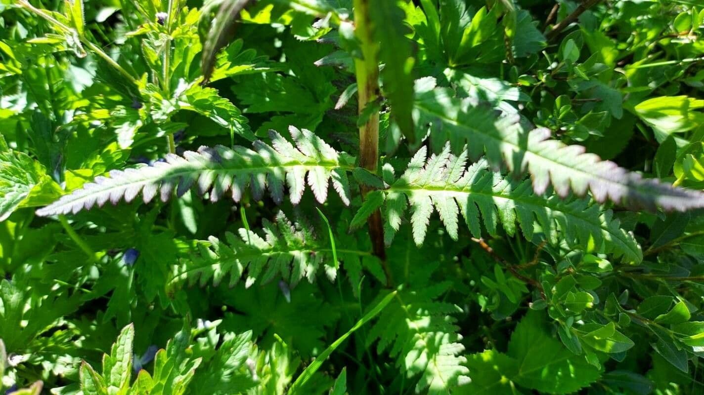 Pedicularis senza becco 18