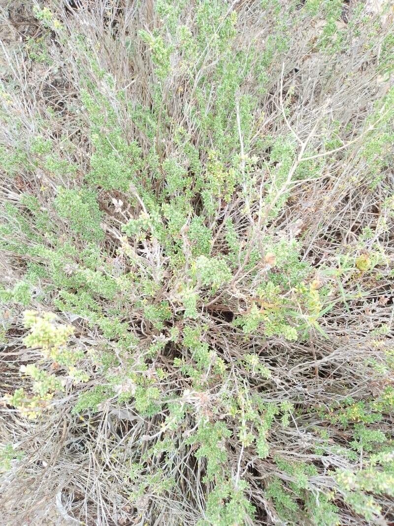 Thymus carnosus 8