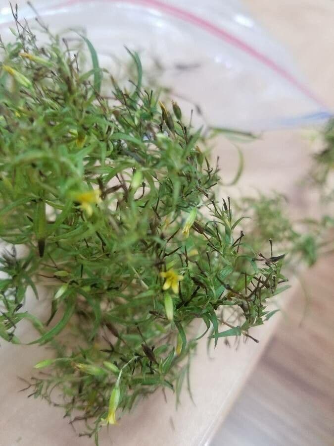 Pectis allungata 4