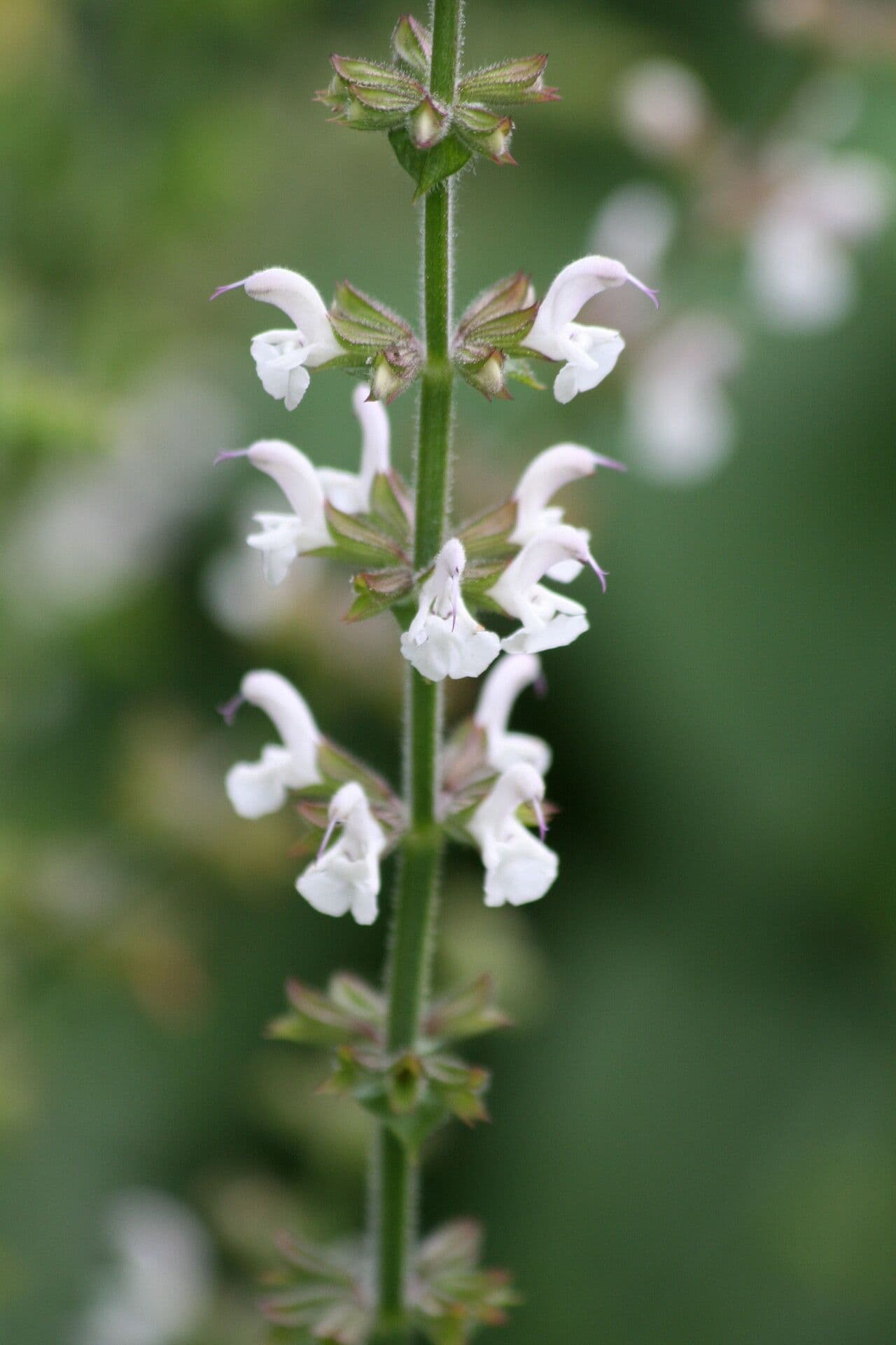 Salvia staminea
