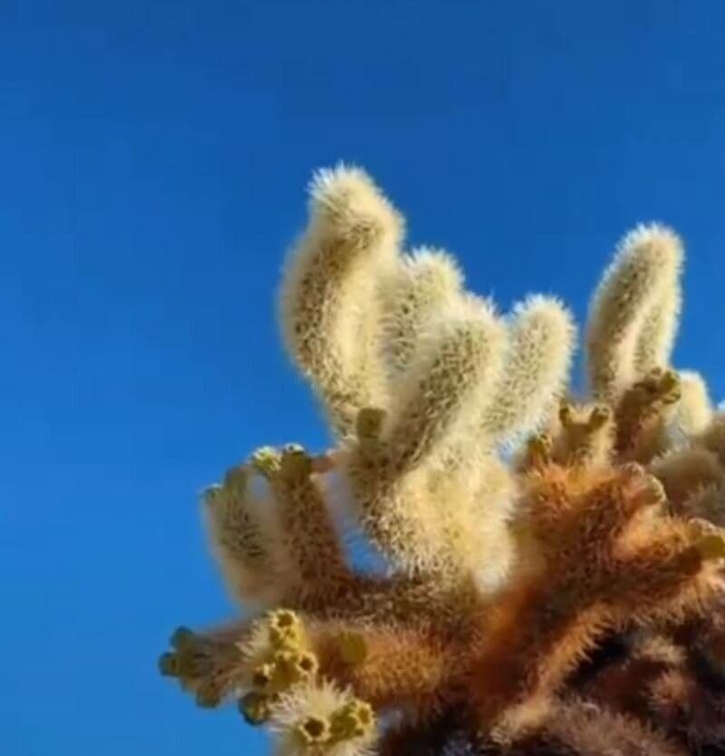 Cholla orsacchiotto 13