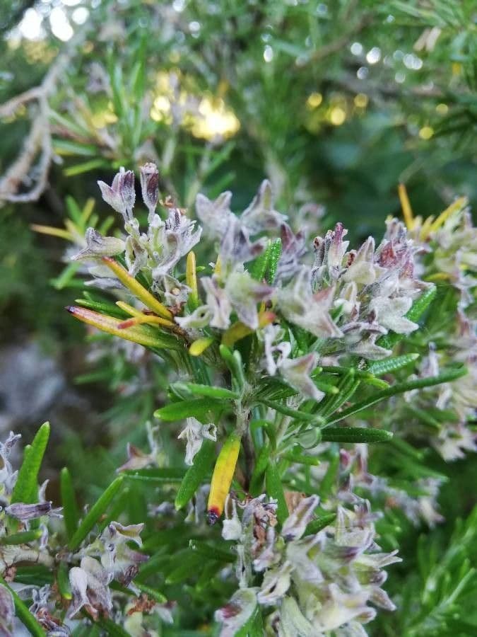 Rozmarýn lékařský 2