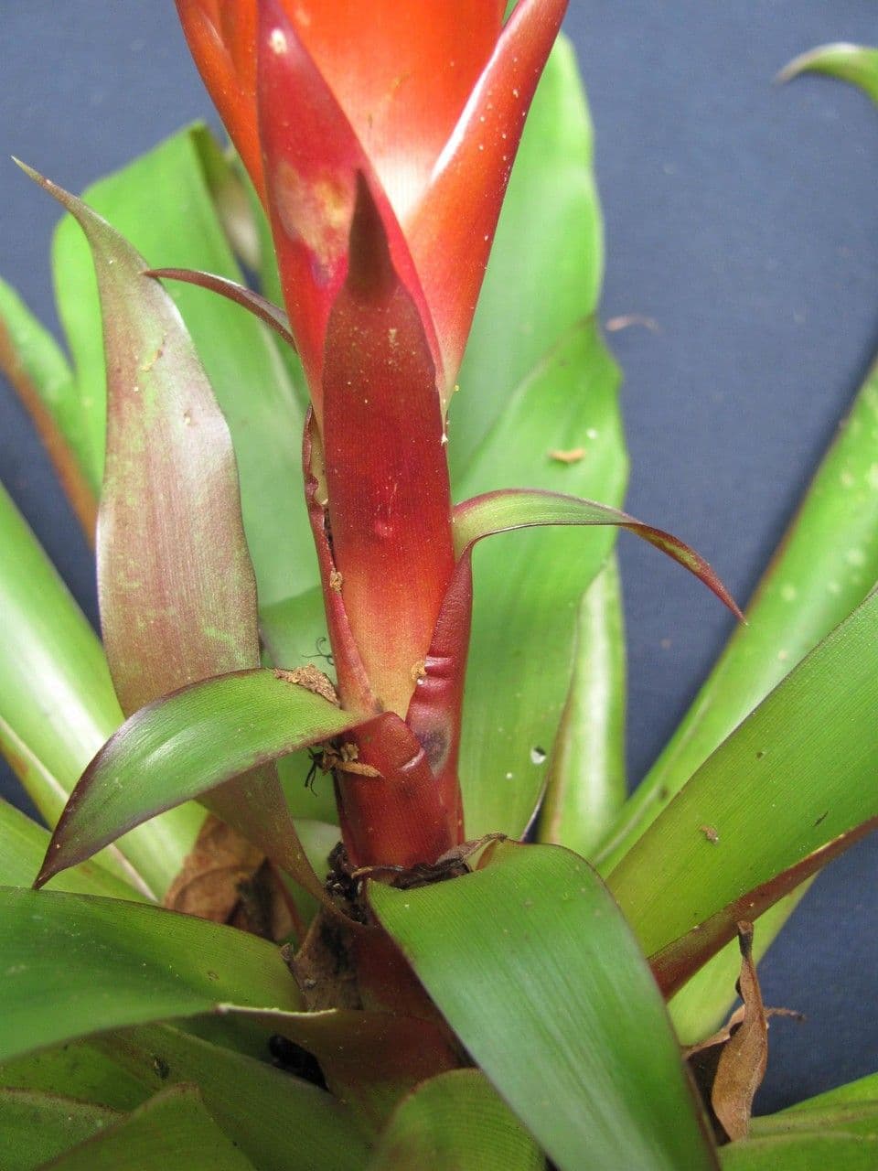 Vriesea eliconioide 4