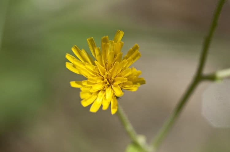 Hieracium scabro 3