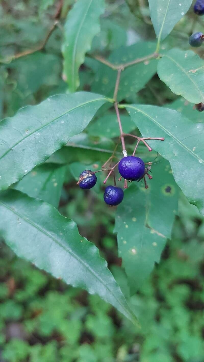 Psychotria 2