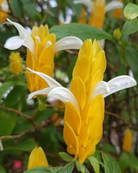 Pachystachys