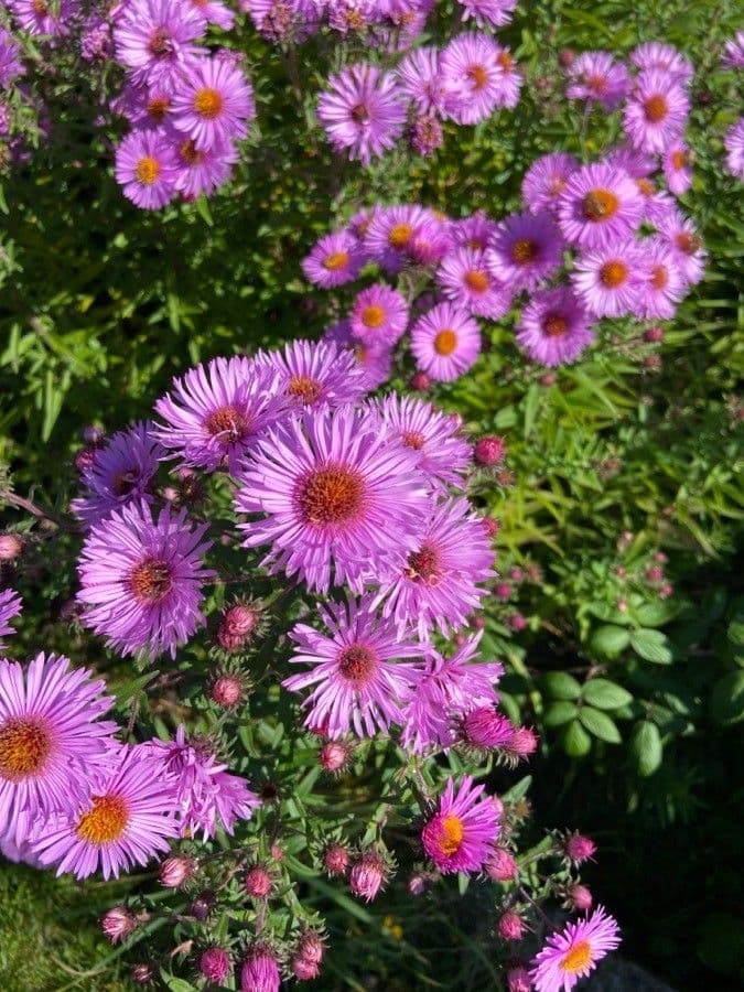 Raublatt-Aster 6