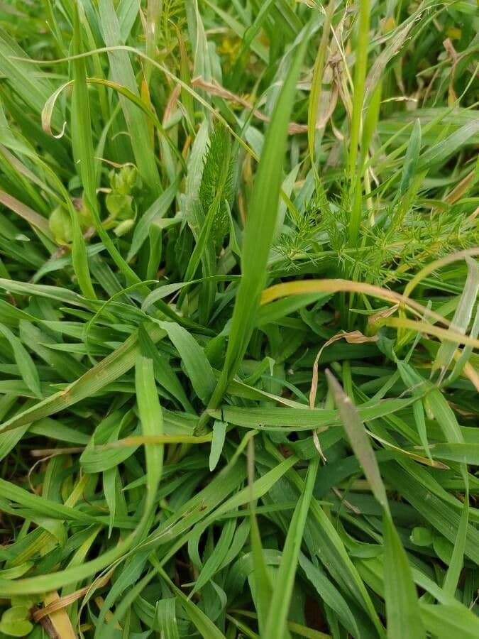 Scorzonera minore 10