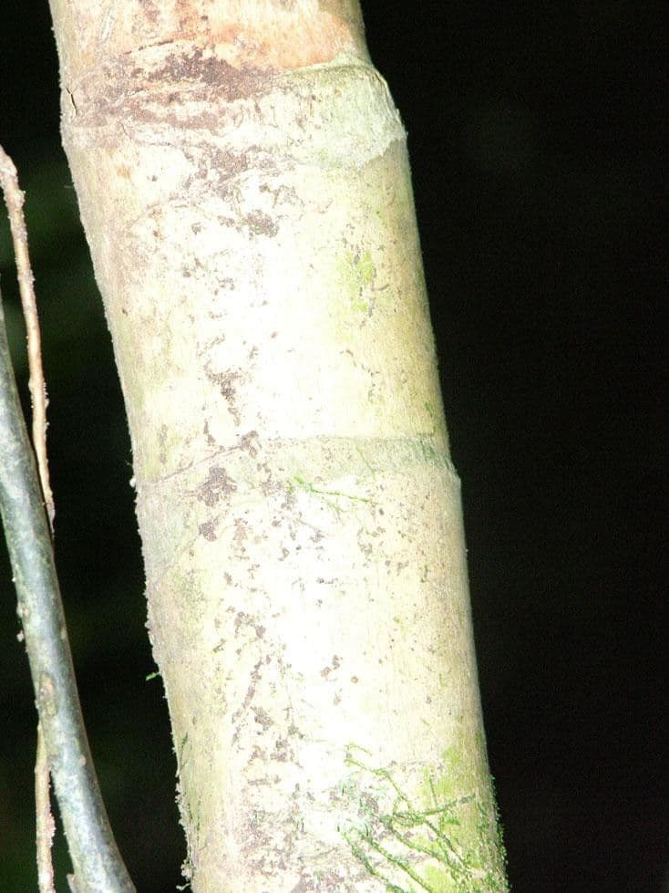 Geonoma pinnada 6