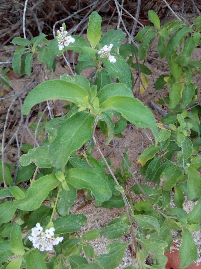 Lantana 18
