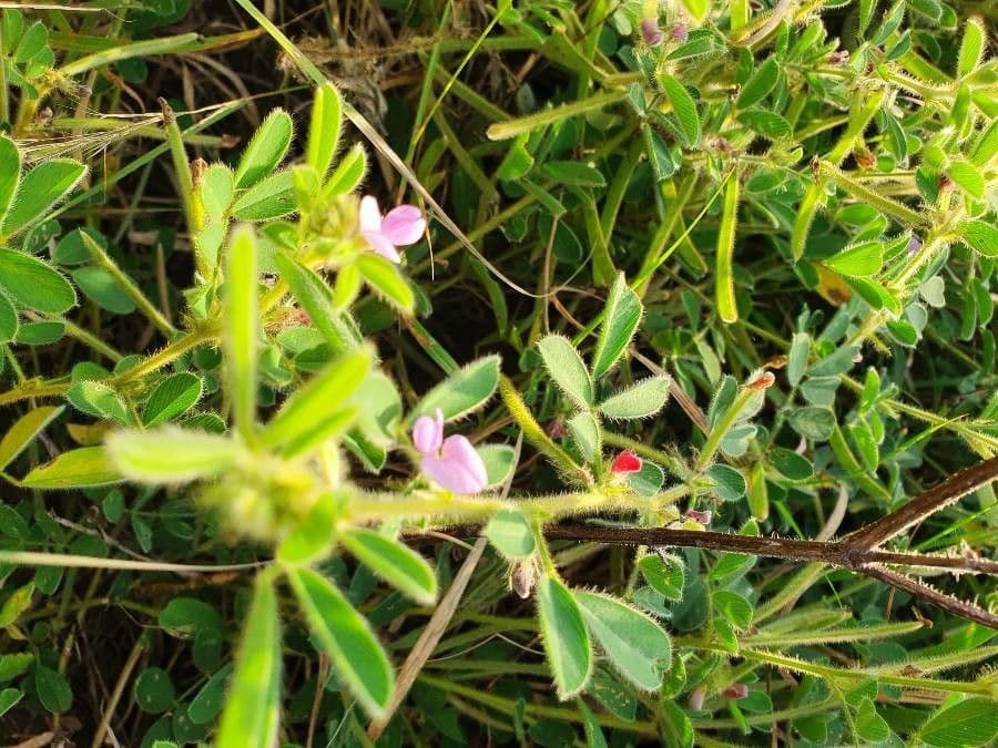 Tephrosia 6