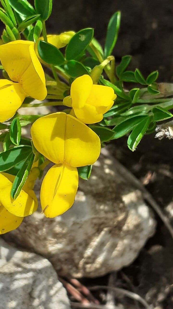 Ginestra 3