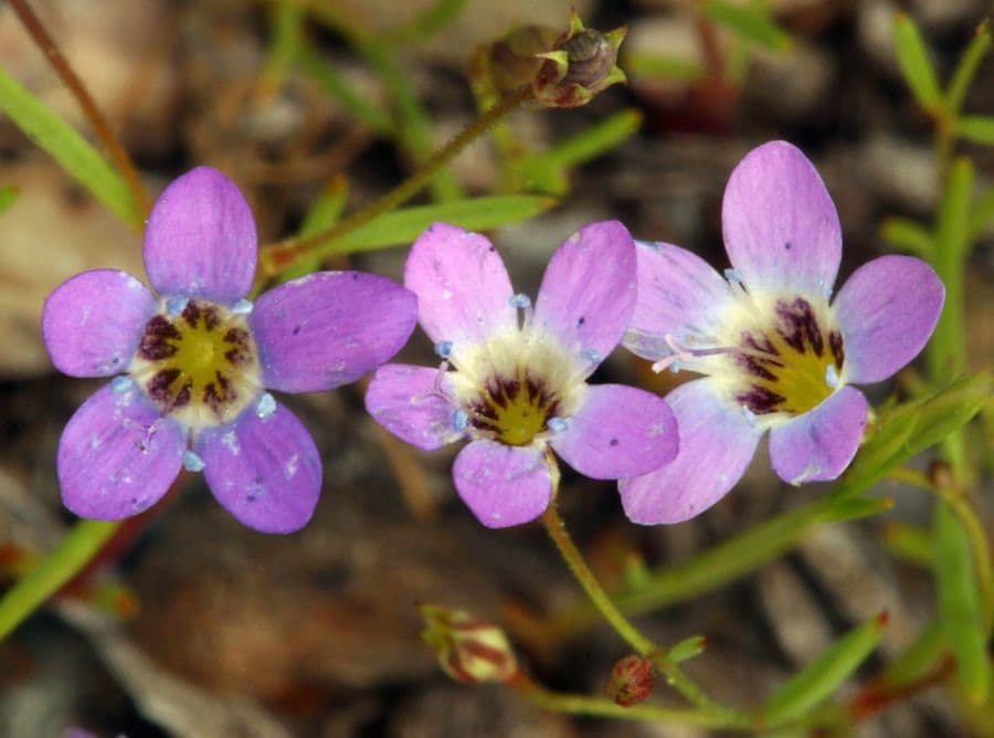 Navarretia leptalea