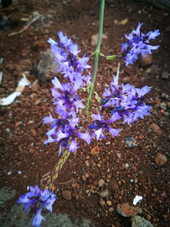 Lavanda canaria 6