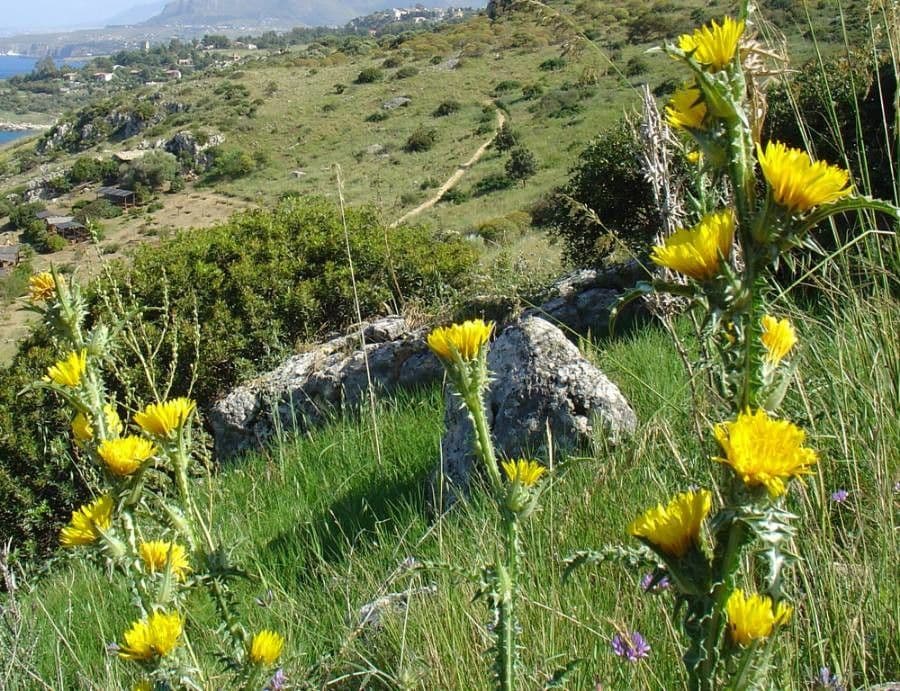 Cardo dorato 11