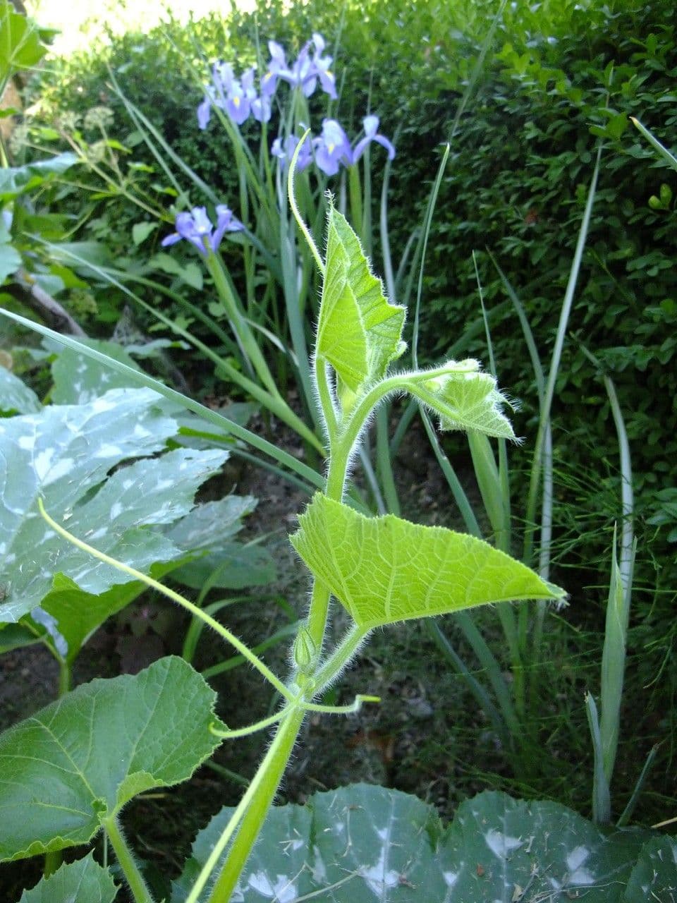 Bitter bottle gourd 29