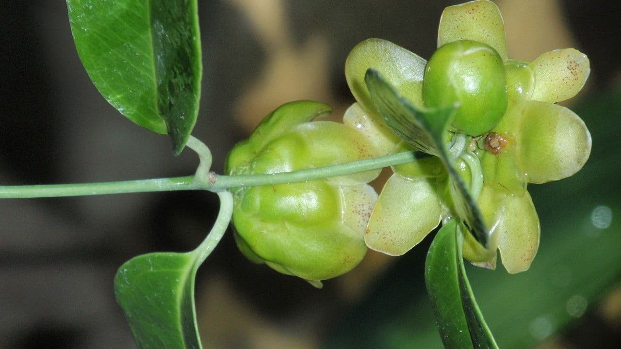 Austrobaileya 2