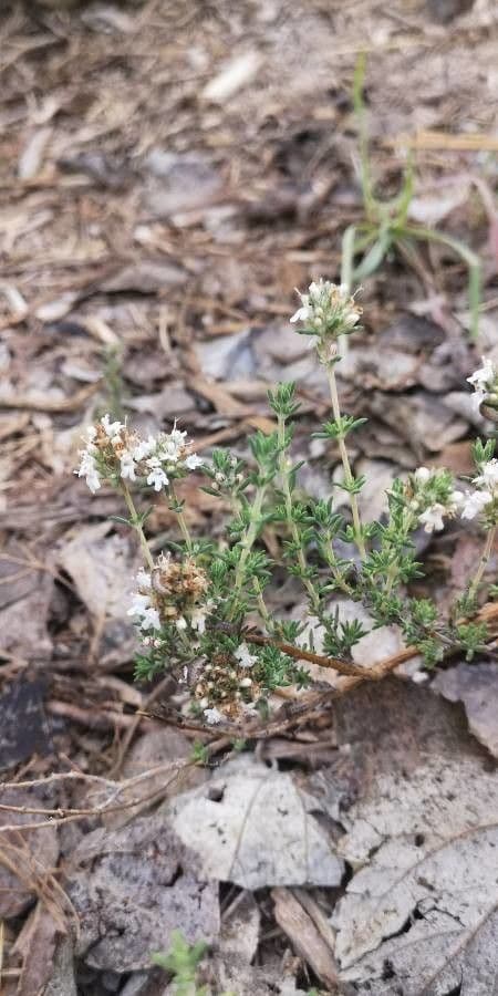Thymus carnosus 6