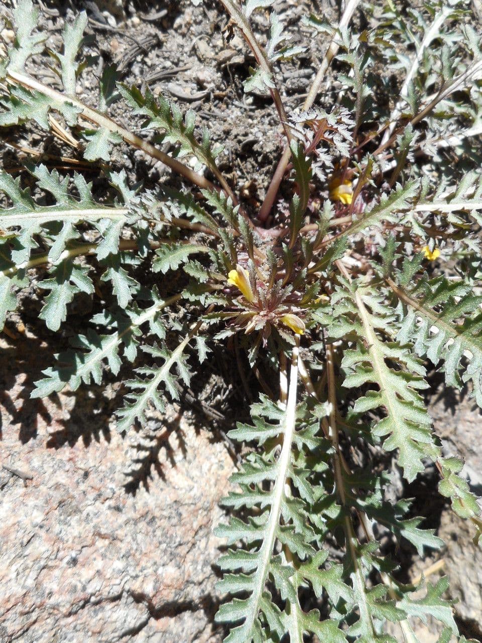 Pedicularis semibarbata 11