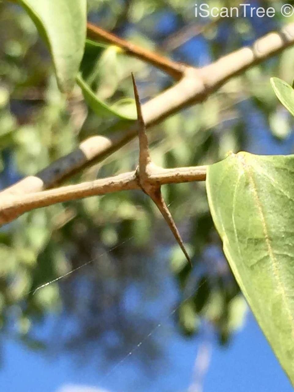 Kafferapfelsine 21