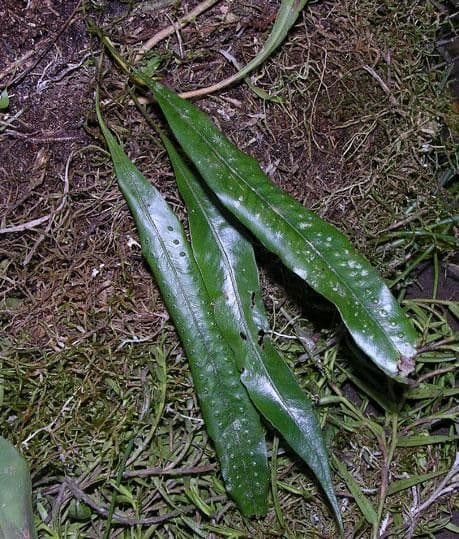 Microgramma percussa