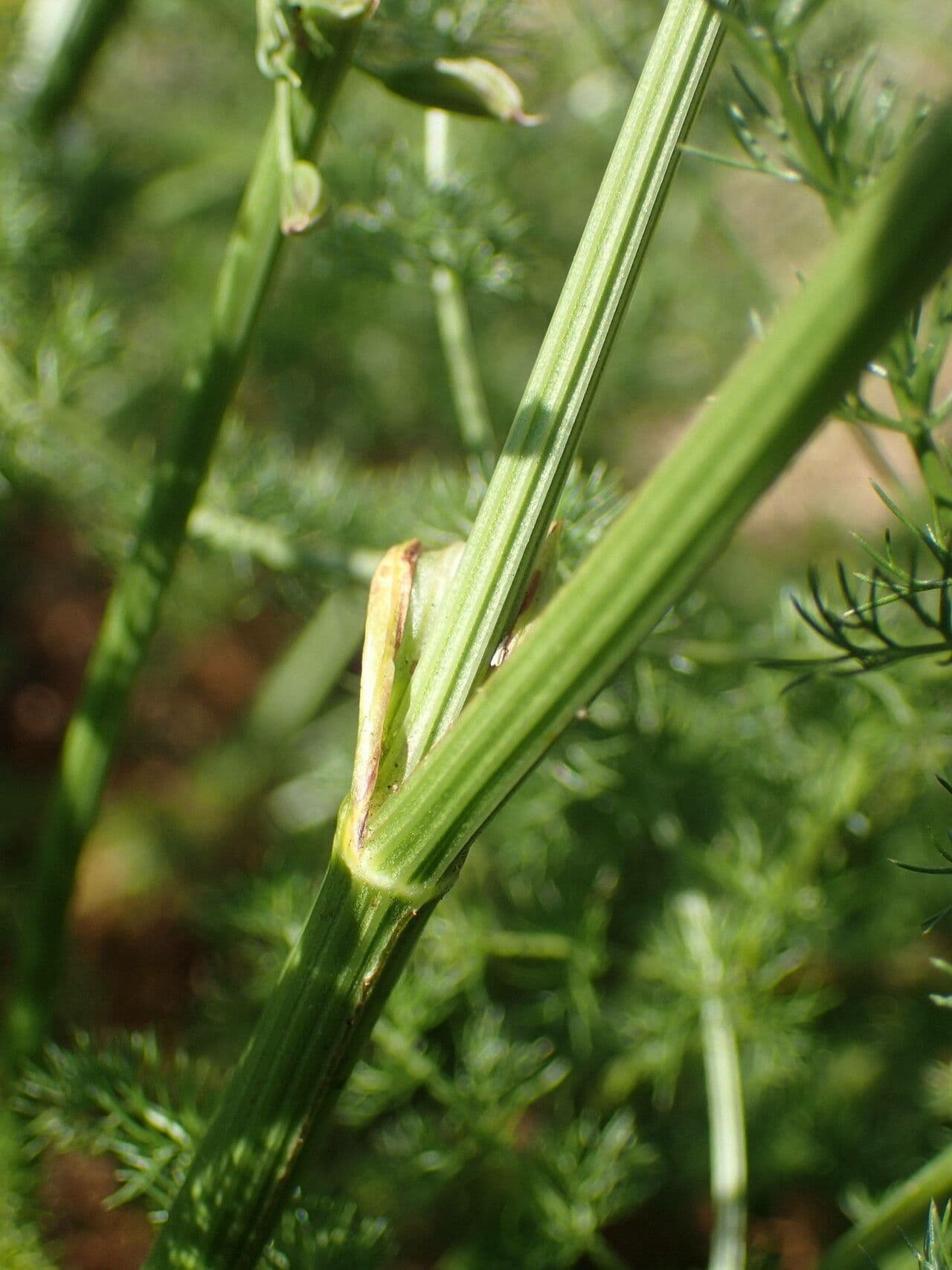 Finocchiella 21