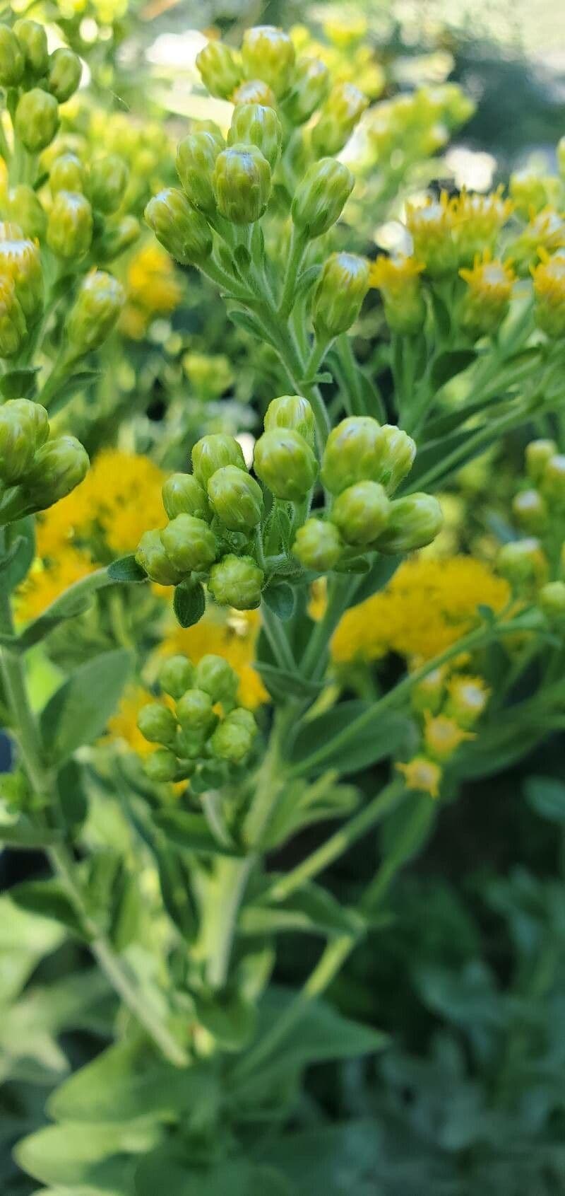 Verga d'oro rigida 16