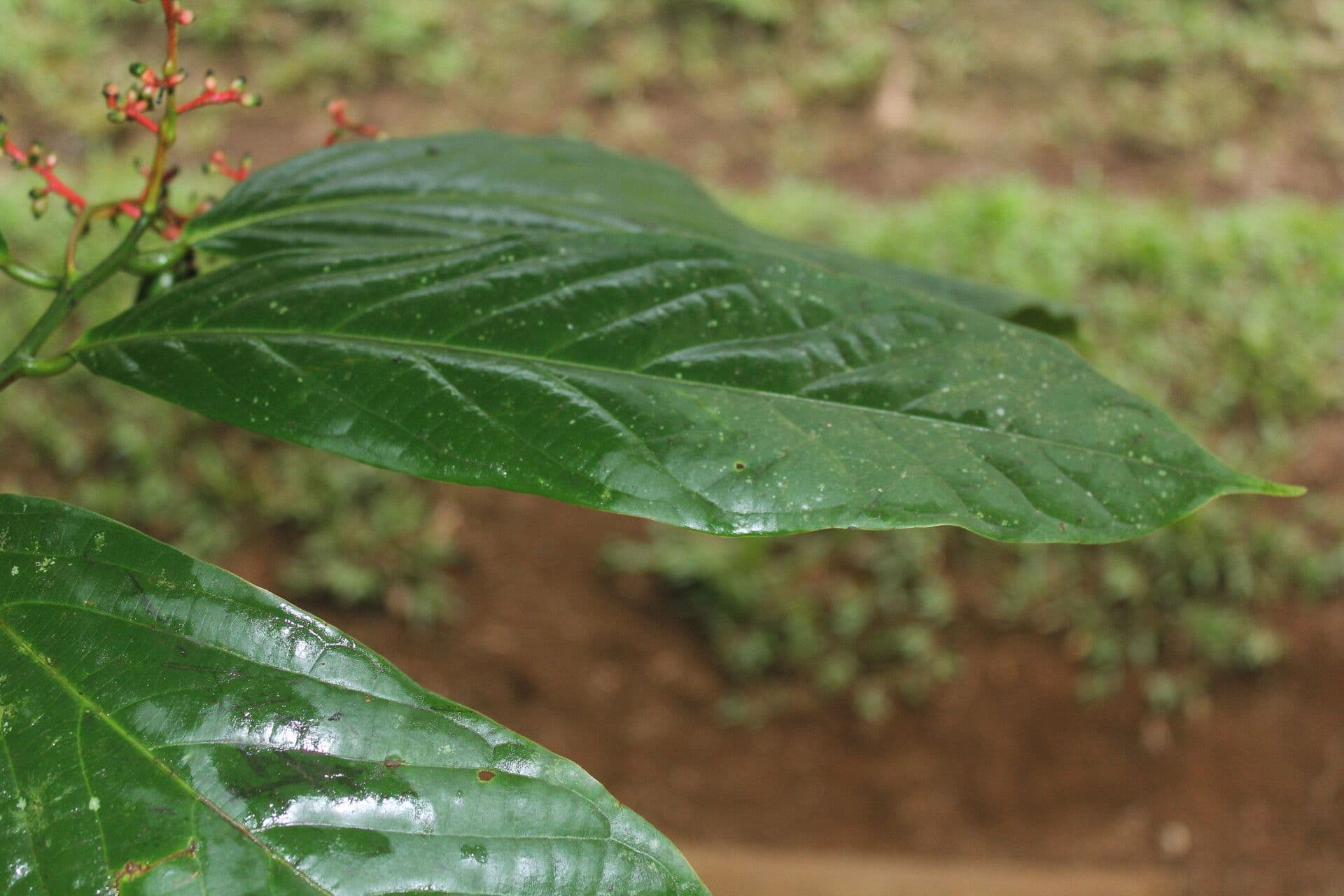 Ocotea atirrensis 10