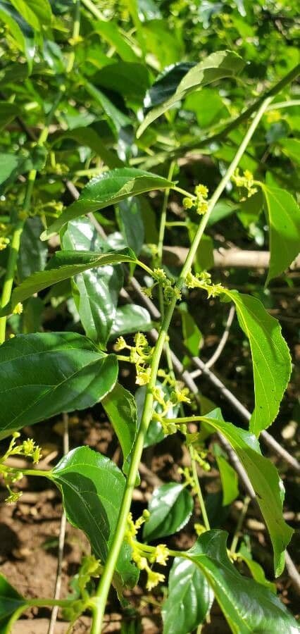 Colubrina 9