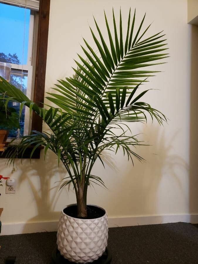Palma maestosa 4