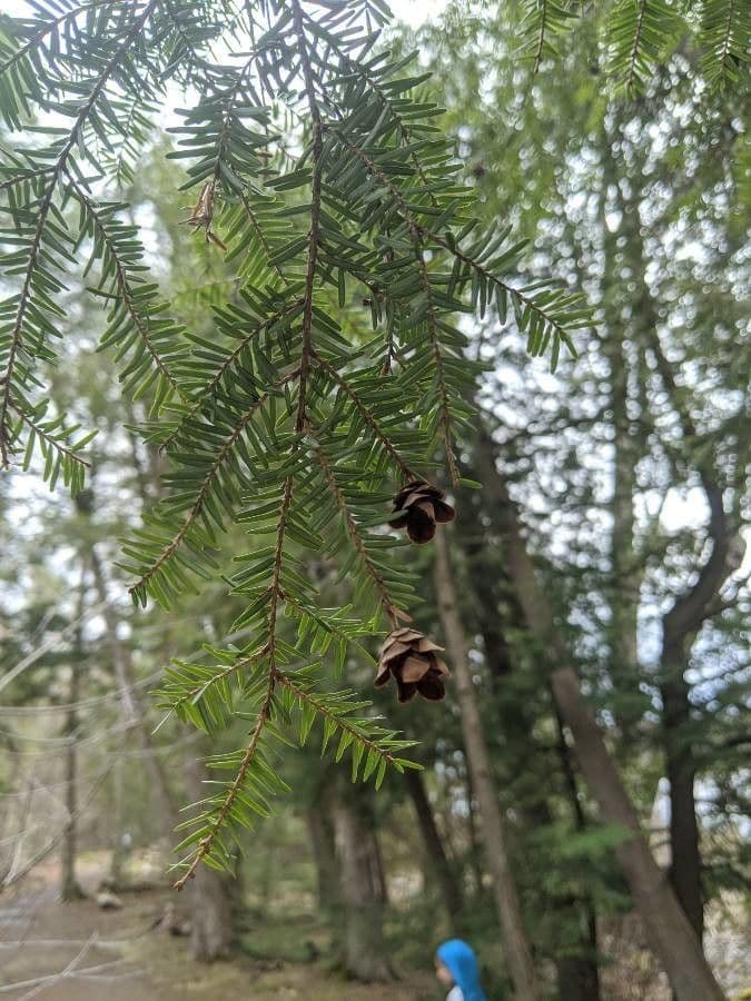 Tsuga occidentale 16
