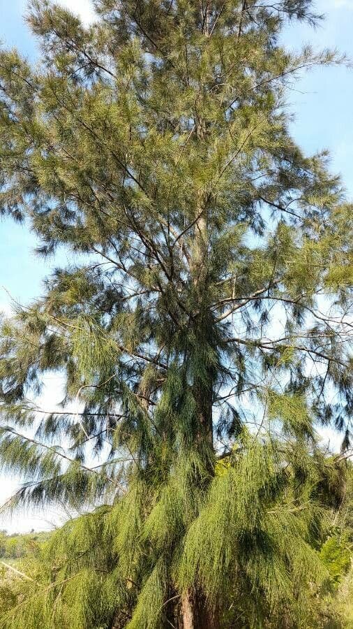 Casuarina di Cunningham 13