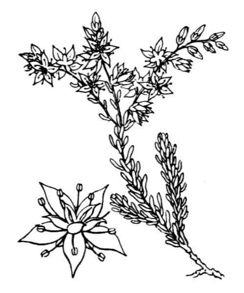 Milder Mauerpfeffer 25