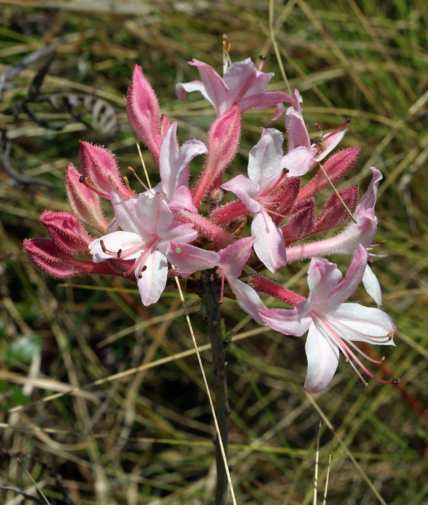 Rododendron atlantický 2