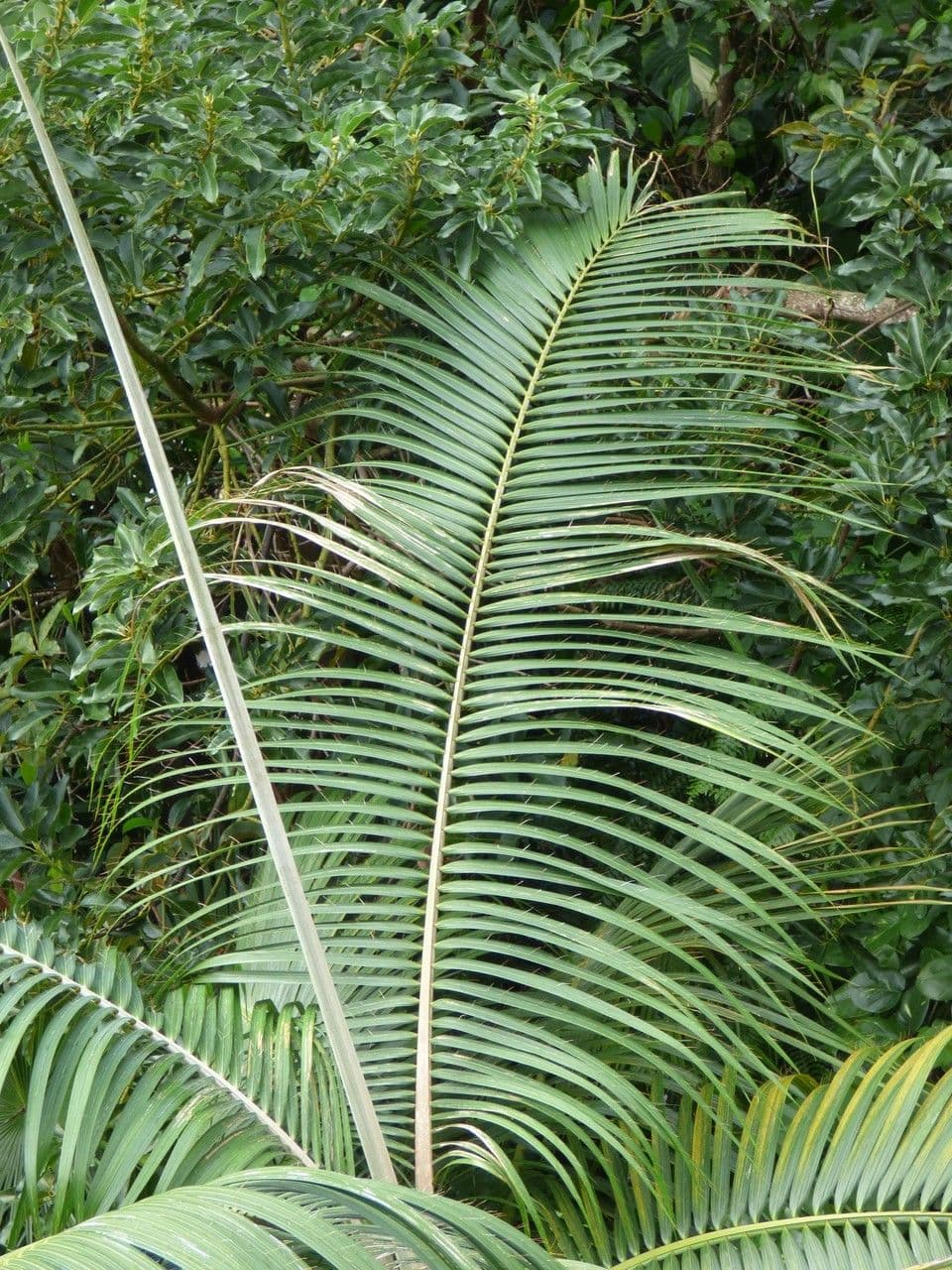 Acanthophoenix 11