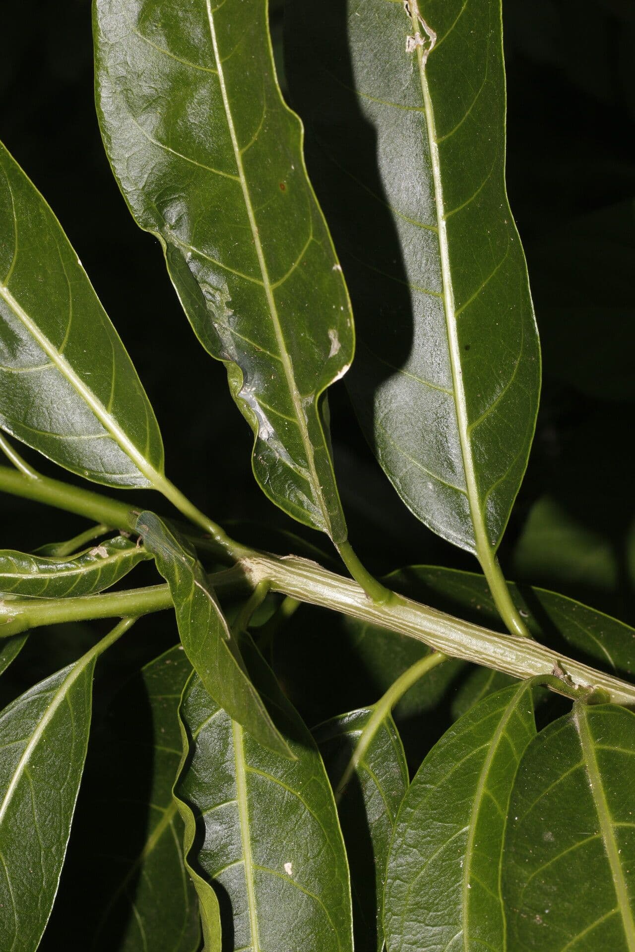 Drüsiges Cestrum 6