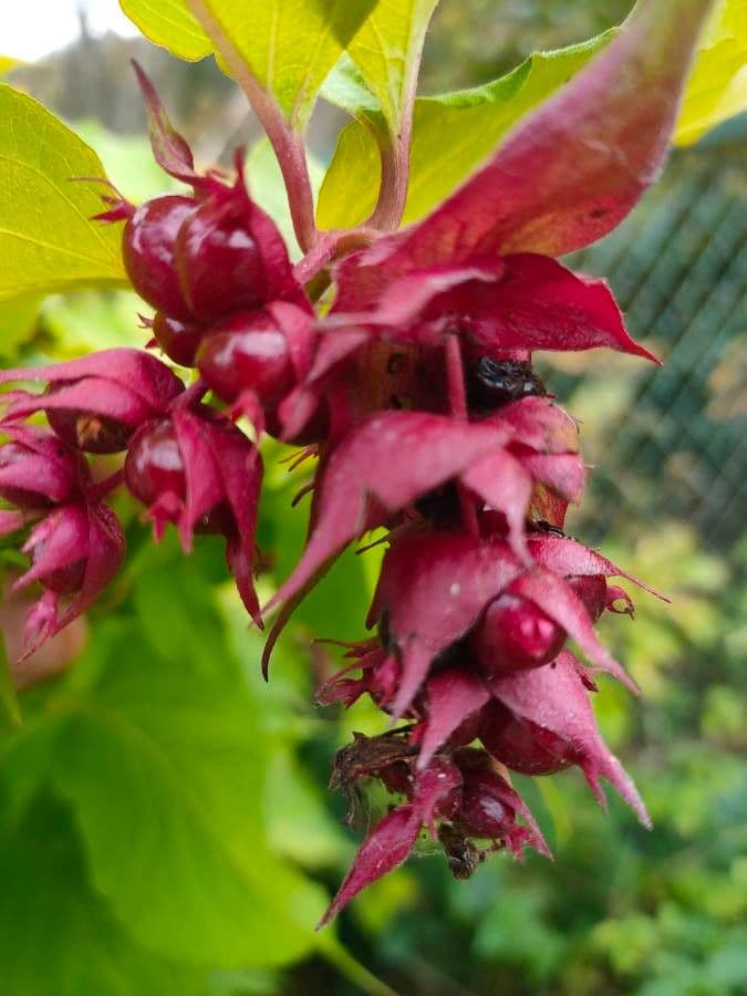 Leycesteria 3