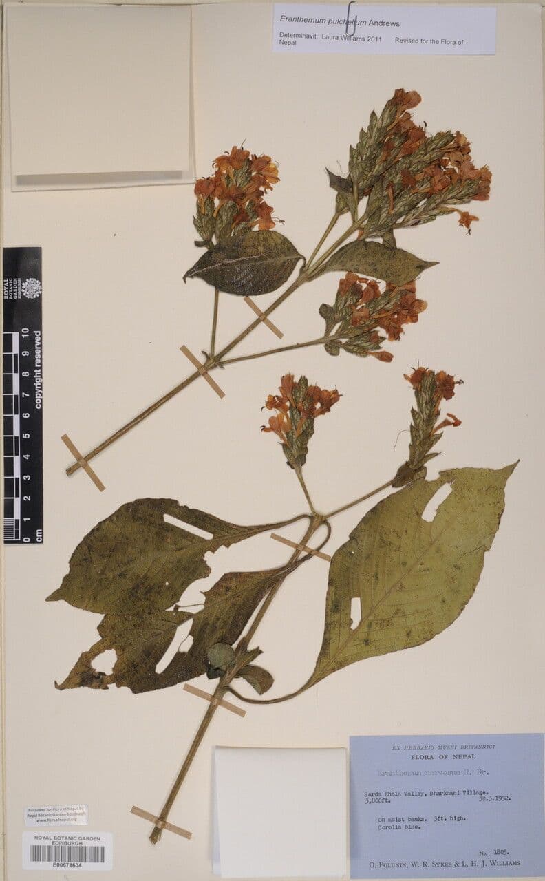 Eranthemum 17