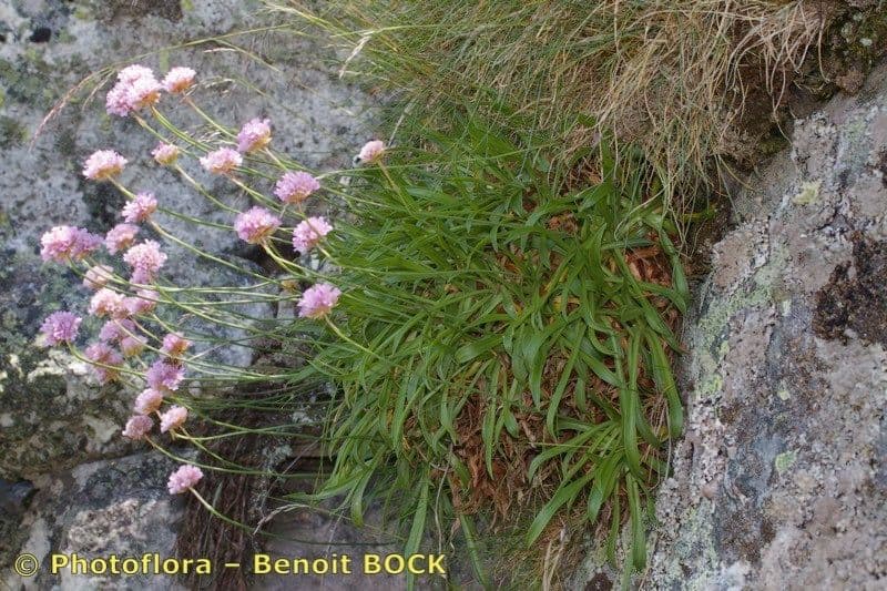 Armeria 9
