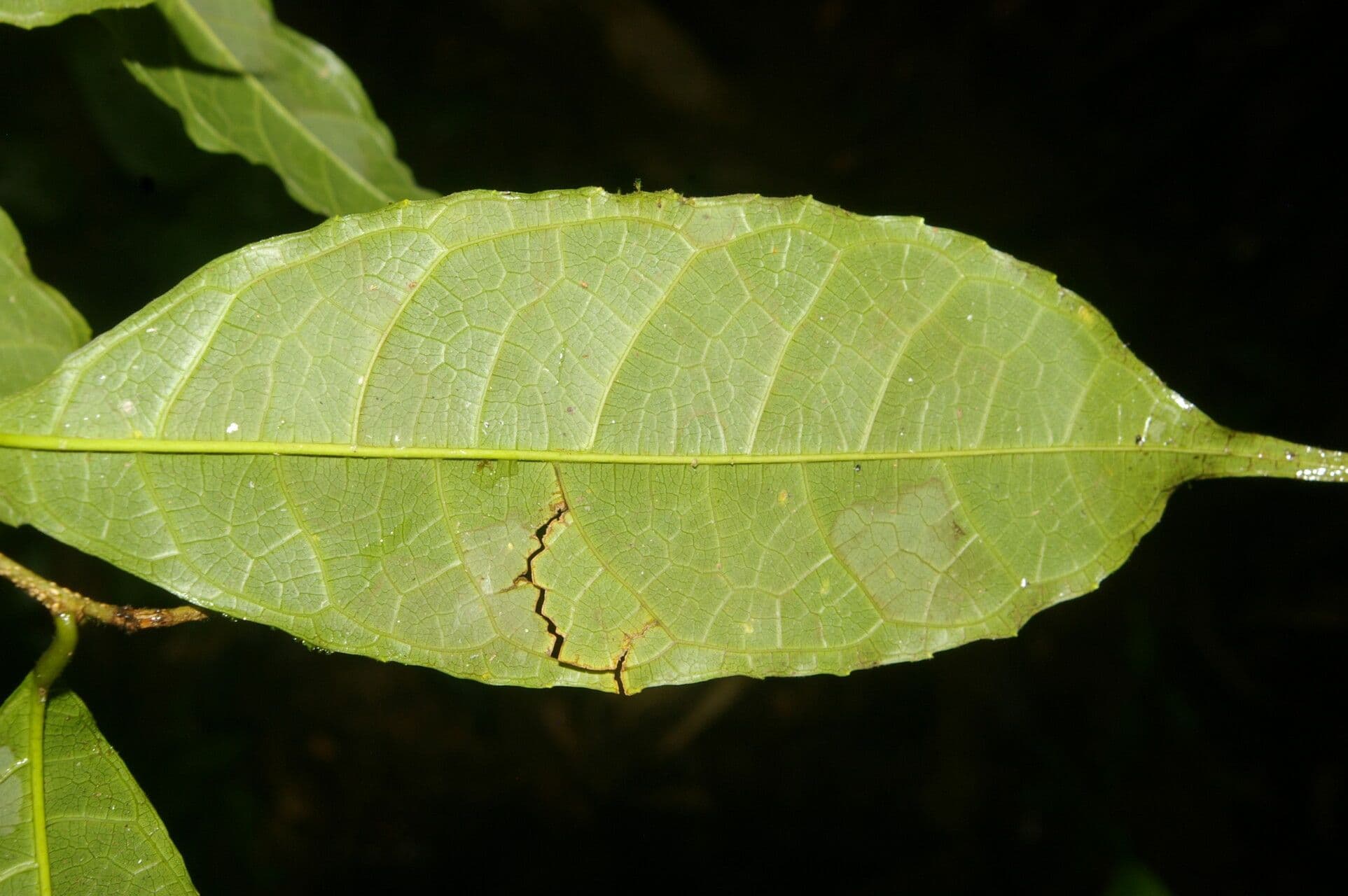 Sorocea 10