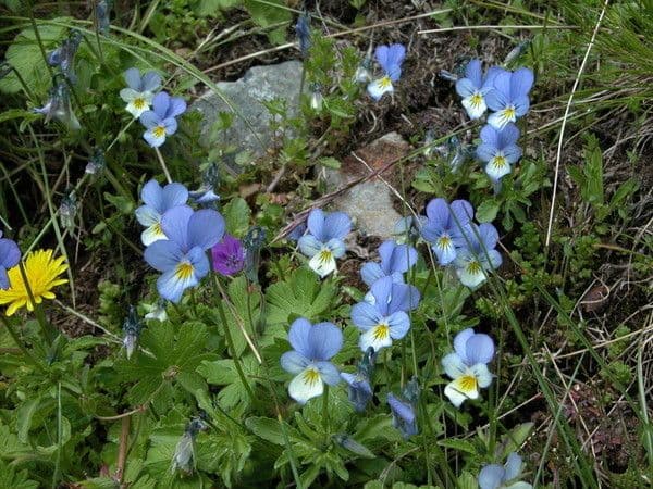 Viola bubanii 8