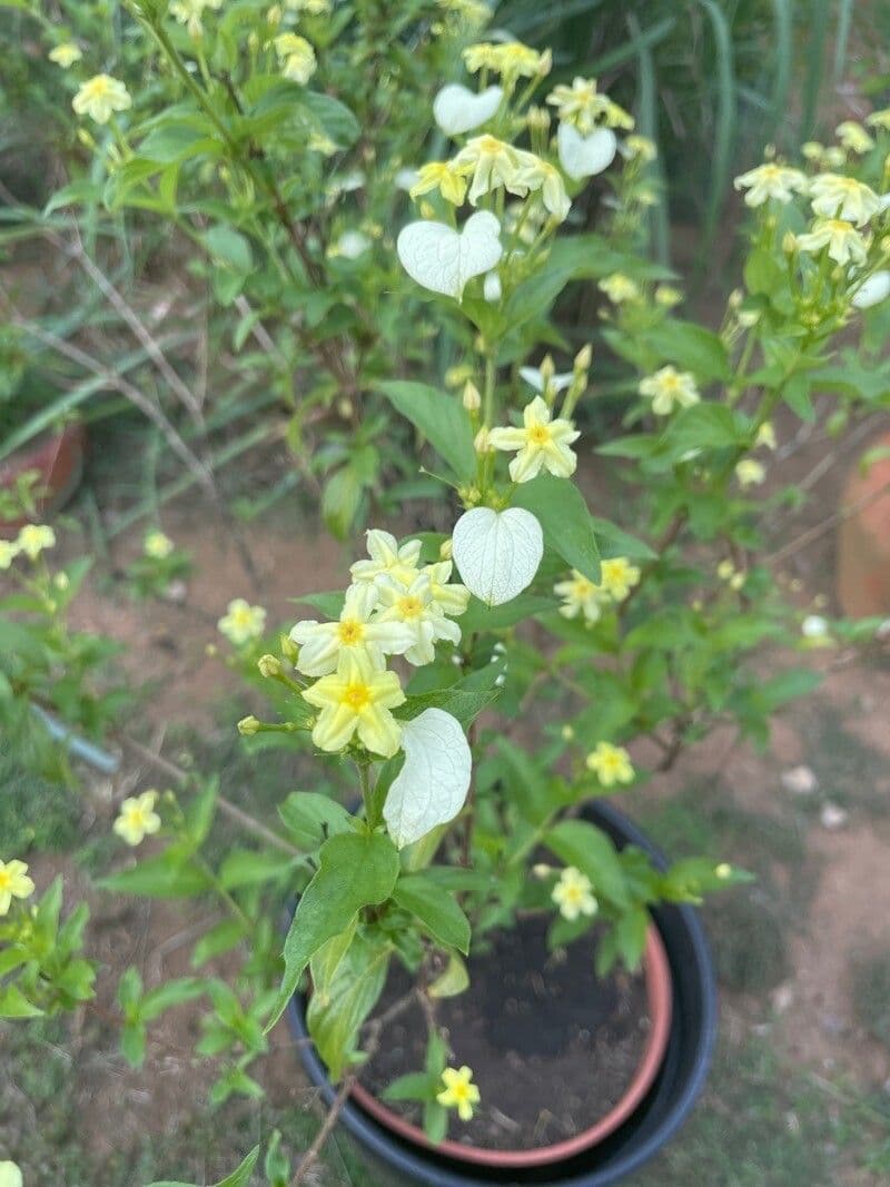 Pseudomussaenda 5